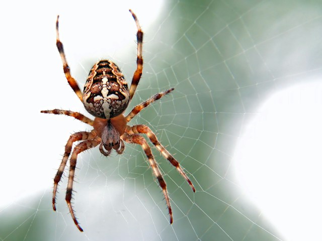 Almost 50 new spider species identified in Australia
